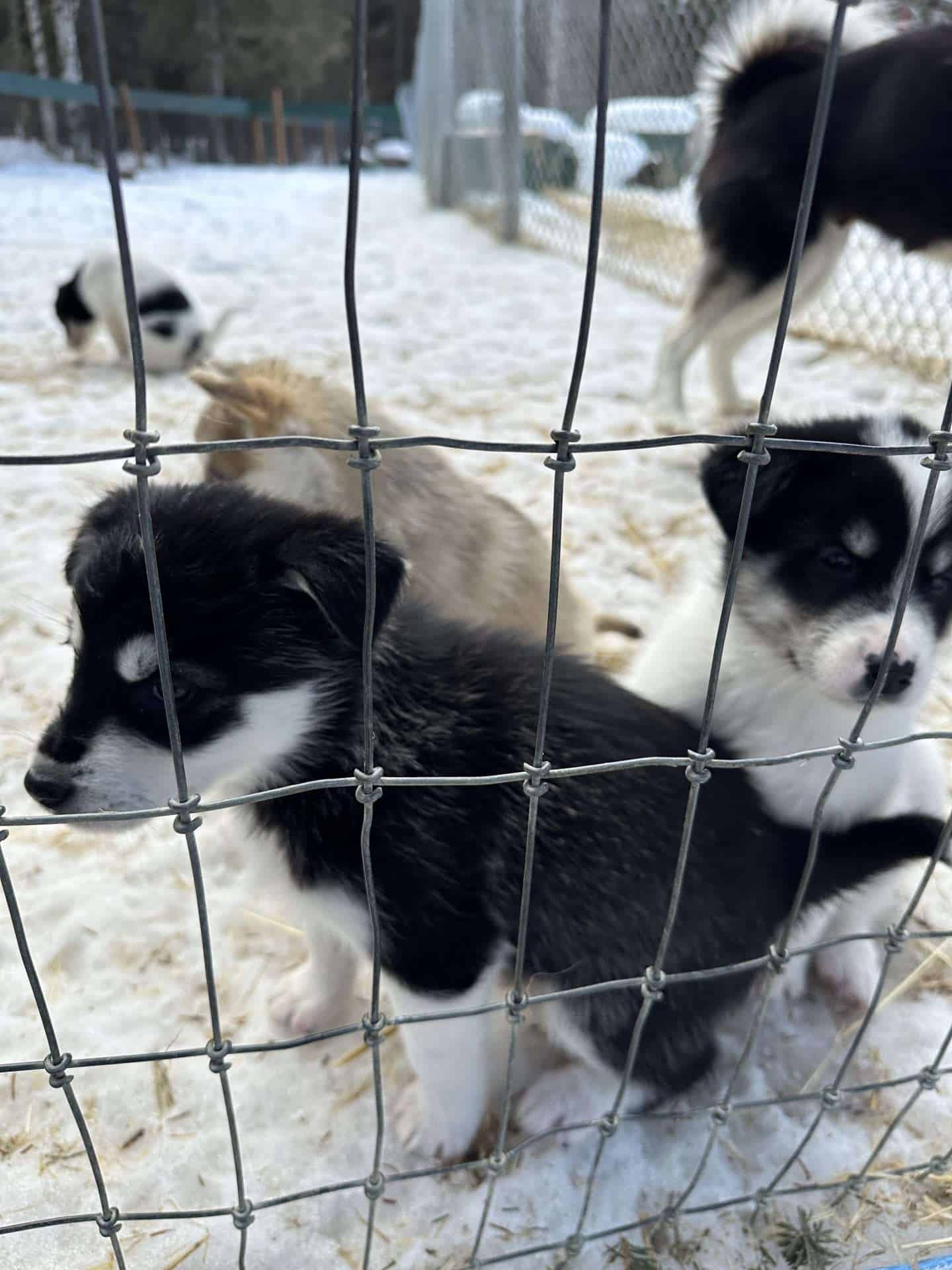 chena resort hot spring husky kennel