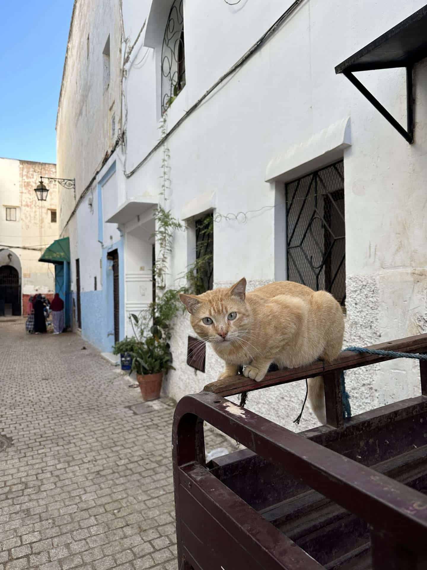 orange cat - rabat, morocco