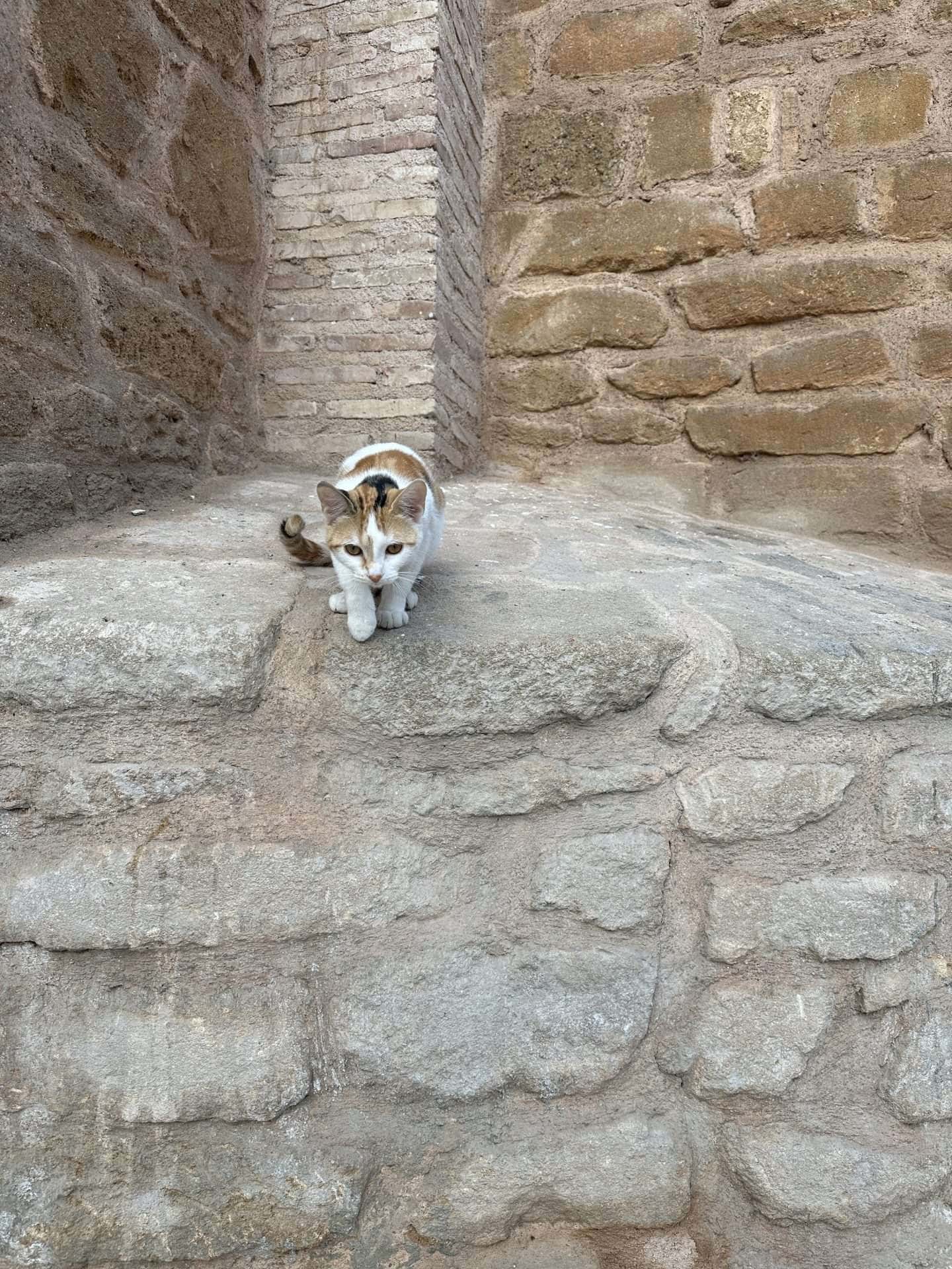 tabby cat - rabat, morocco