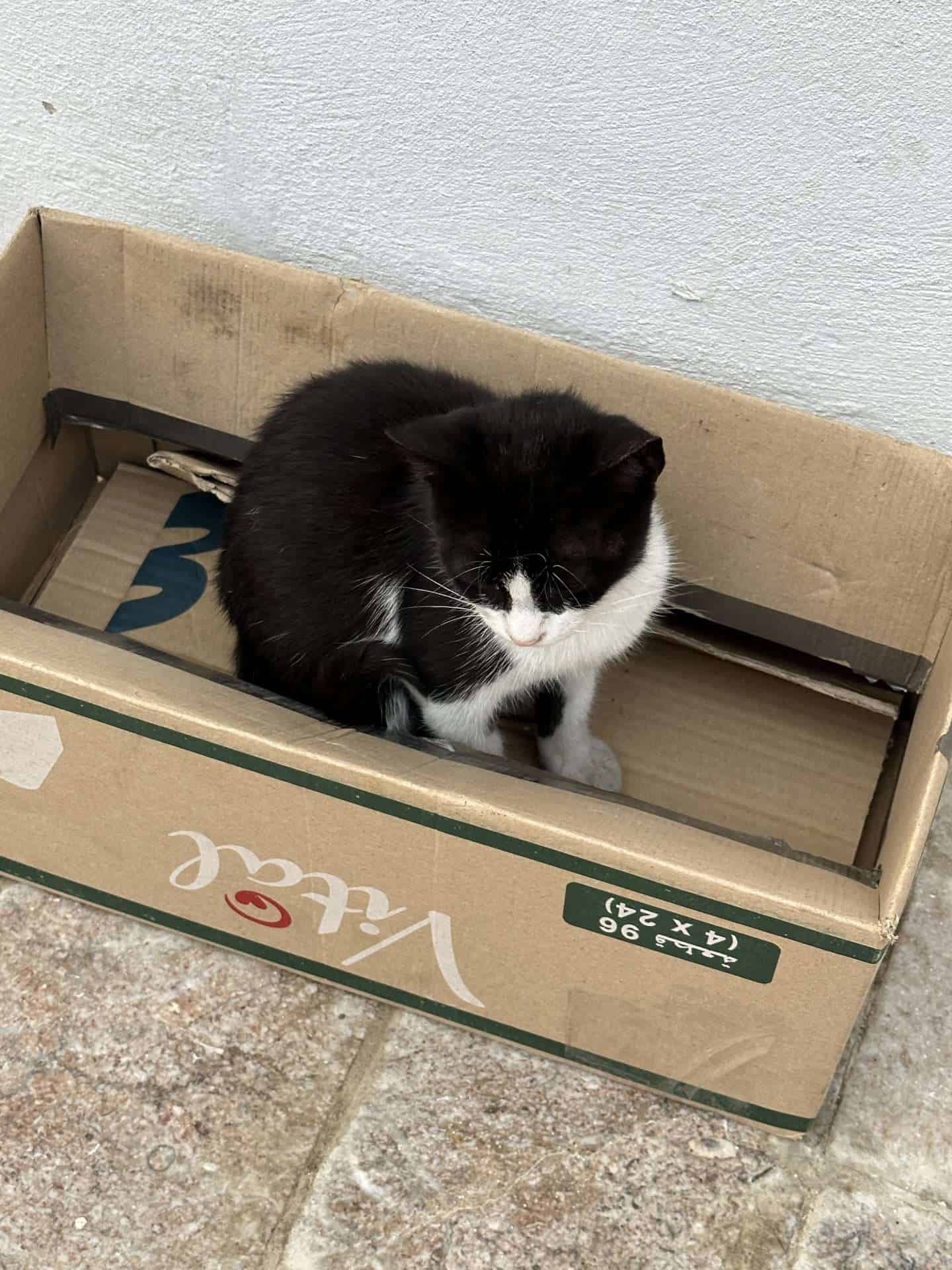 tuxedo cat - rabat, morocco