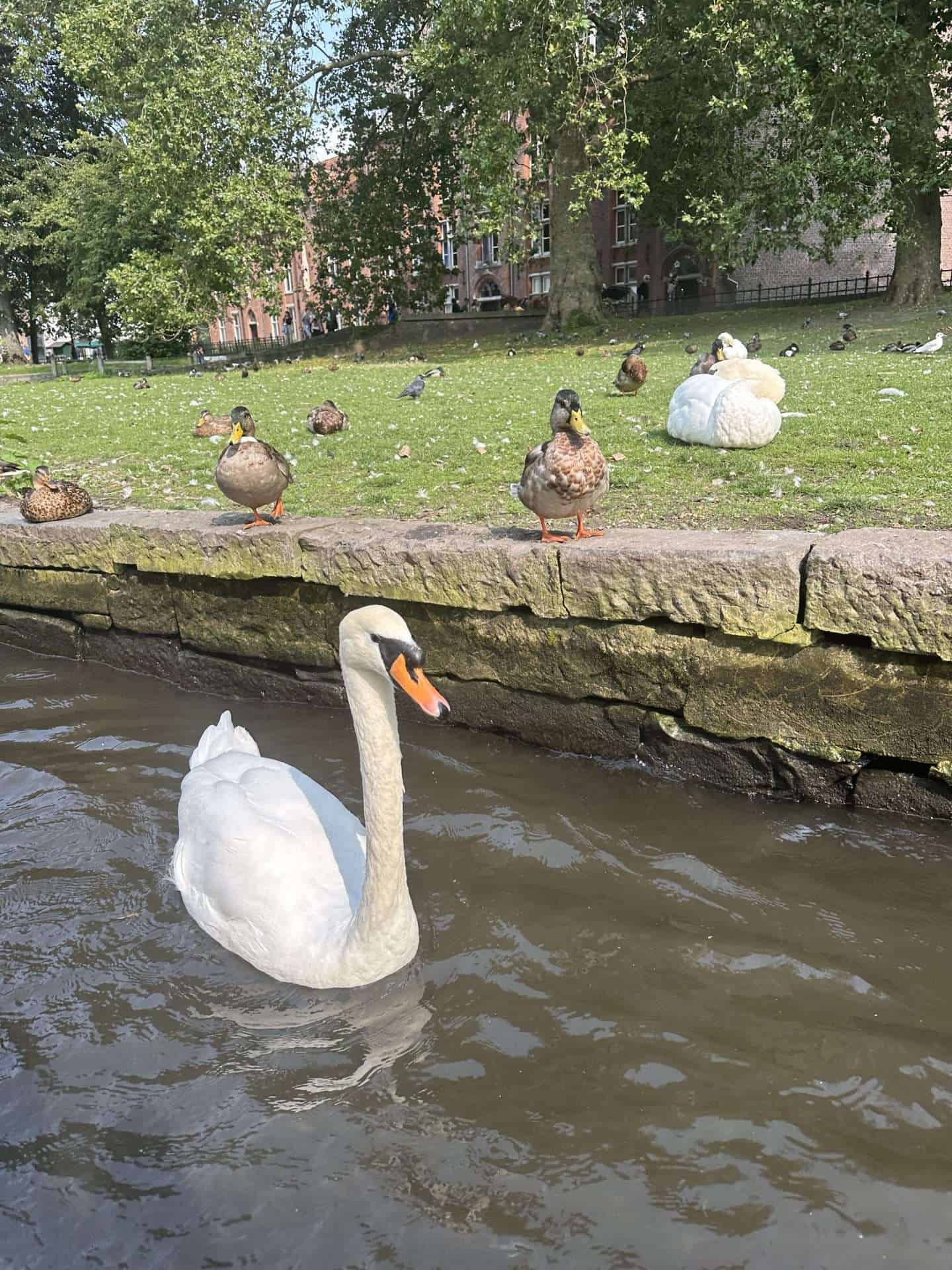 bruges minnewater swan