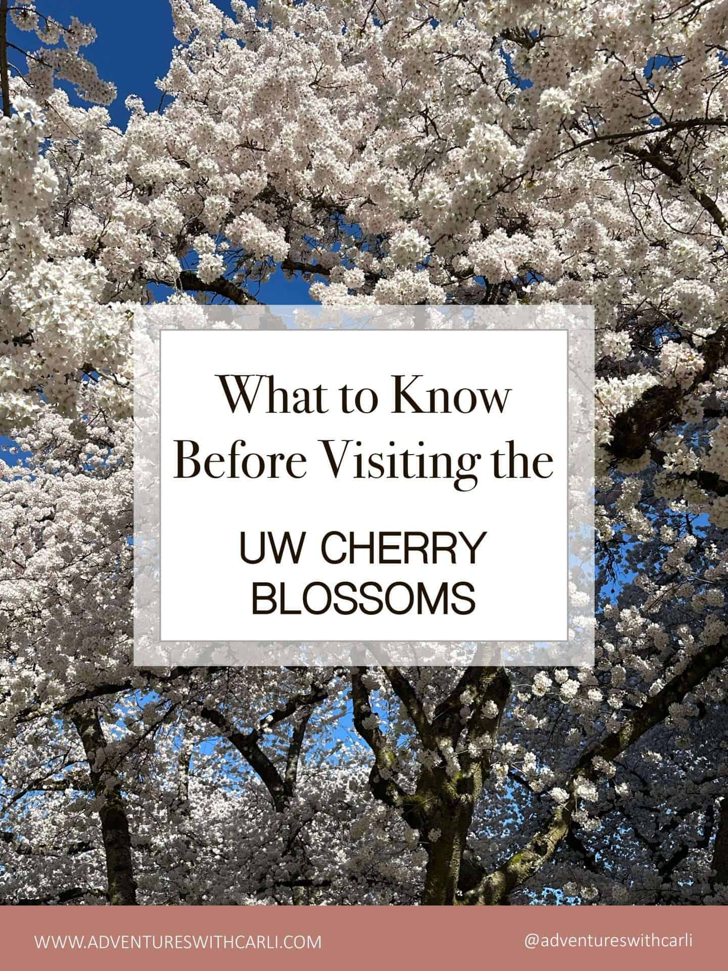 what to know before visiting the cherry blossom festival washington d.c.