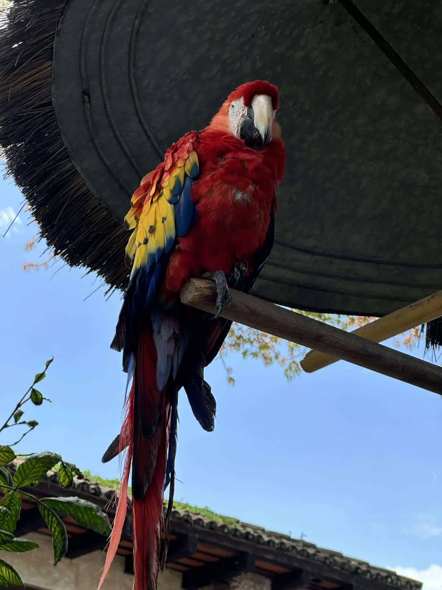 parrot - antigua guatemala