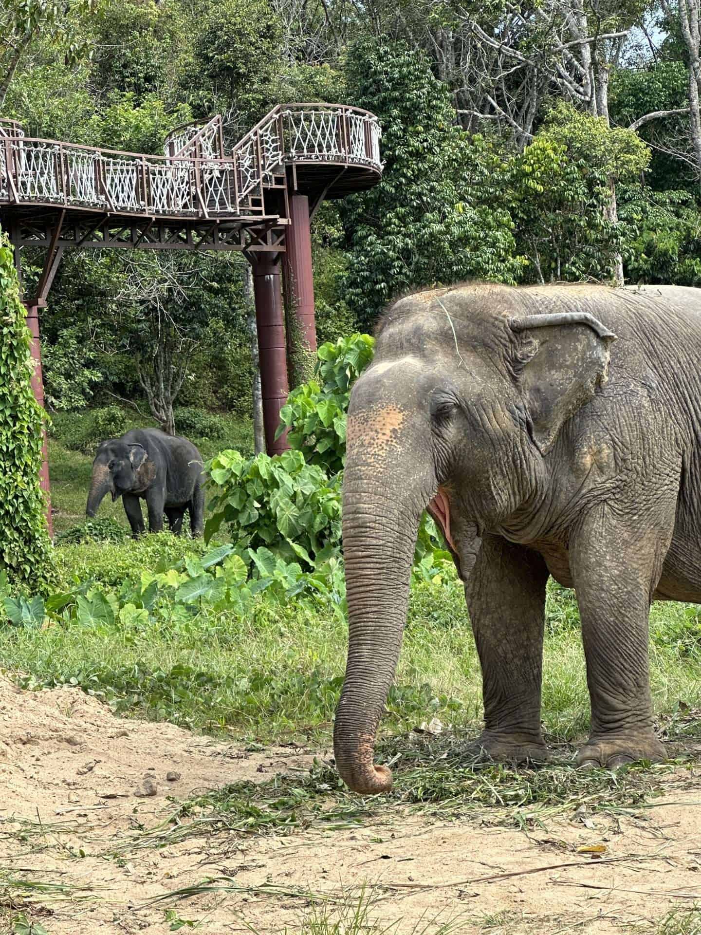 elephants at phuket elephant sanctuary - best elephant sanctuary in phuket