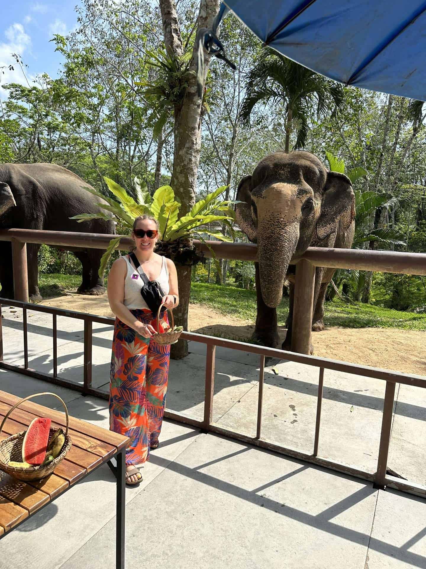 elephant eating at phuket elephant sanctuary - best elephant sanctuary in phuket