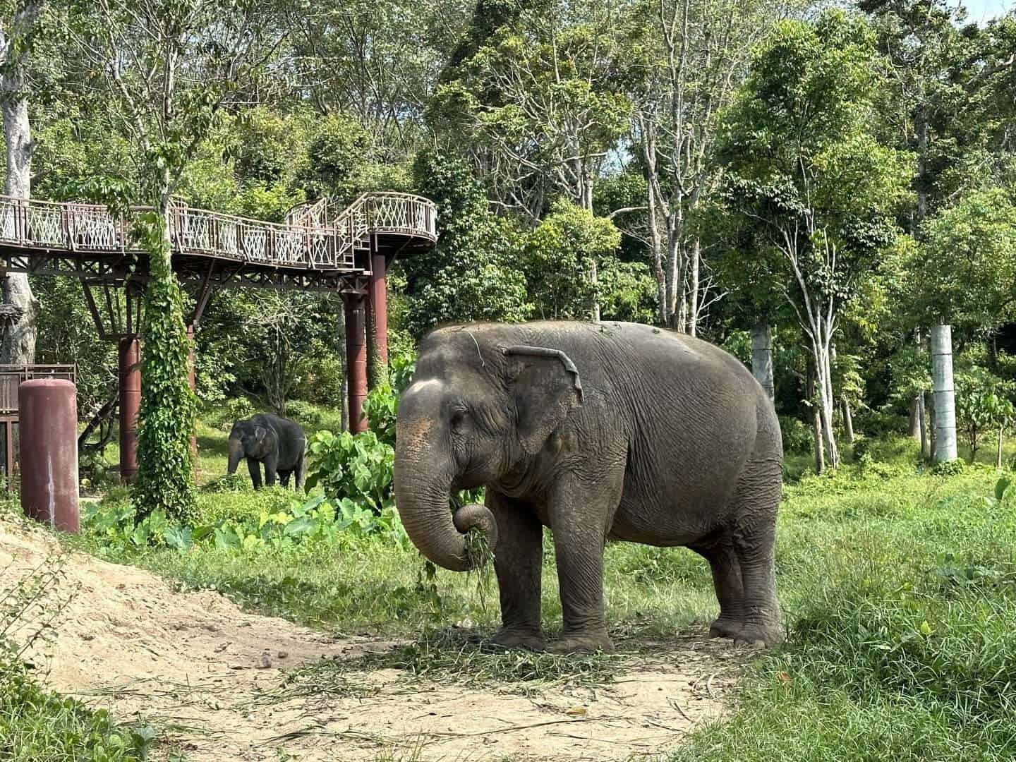 elephant eating at phuket elephant sanctuary - best elephant sanctuary in phuket
