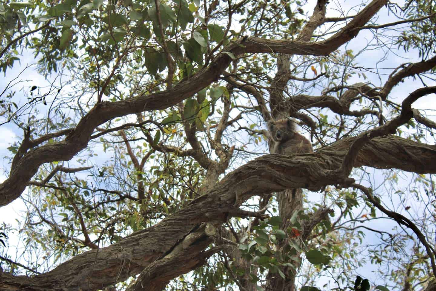 wild koala - great ocean road tour