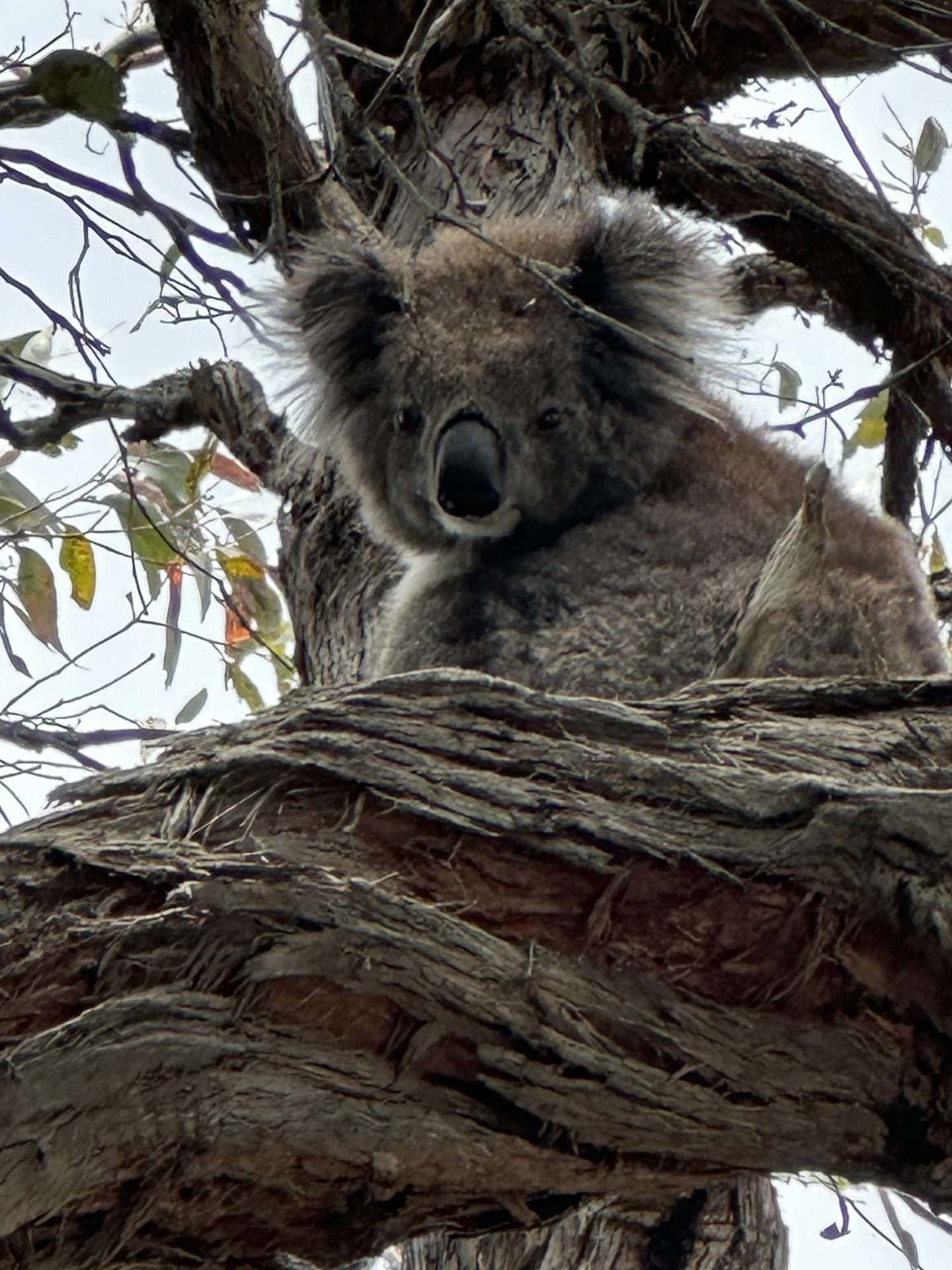 wild koala - great ocean road tour