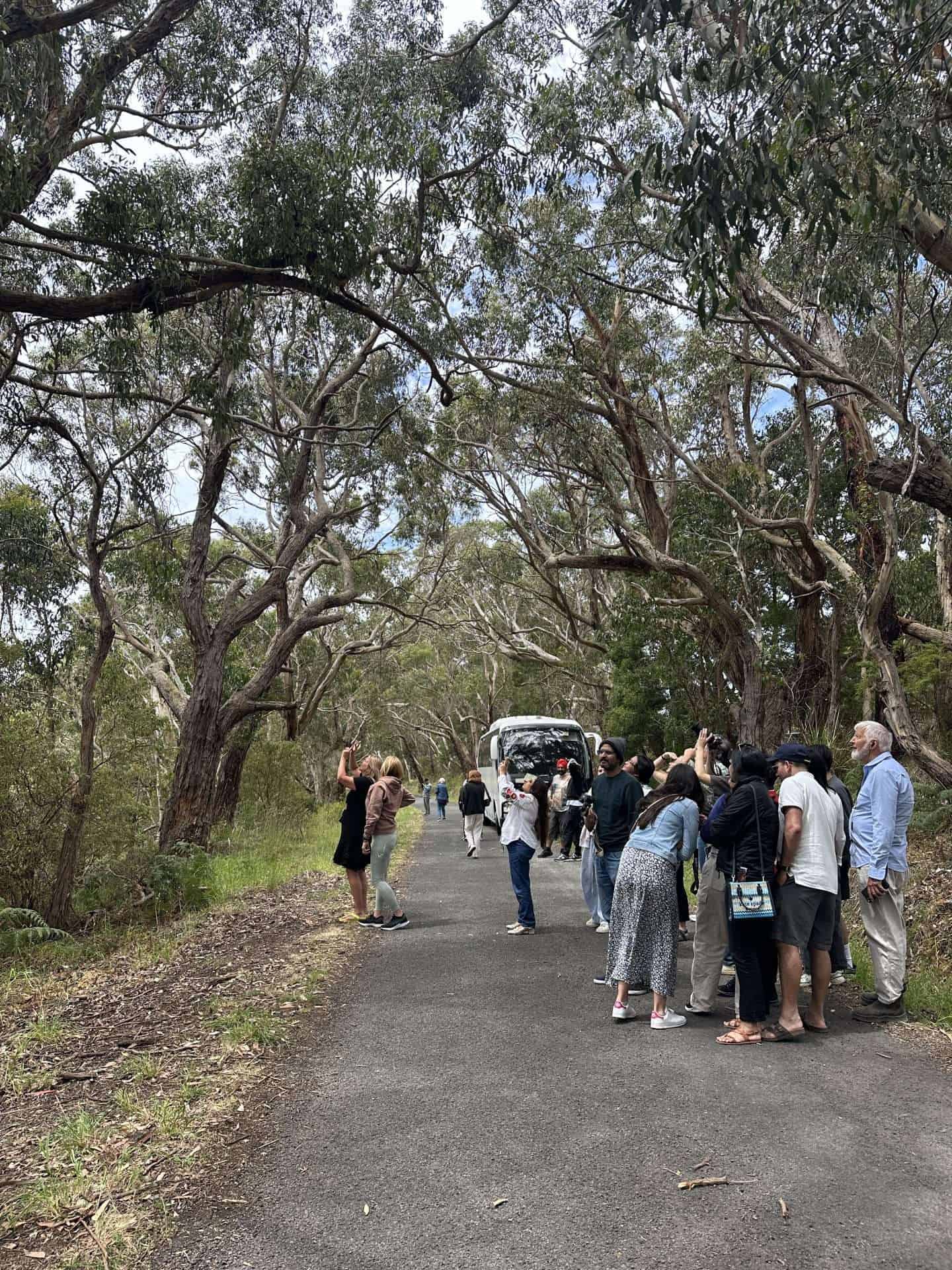 looking for koalas - great ocean road tour