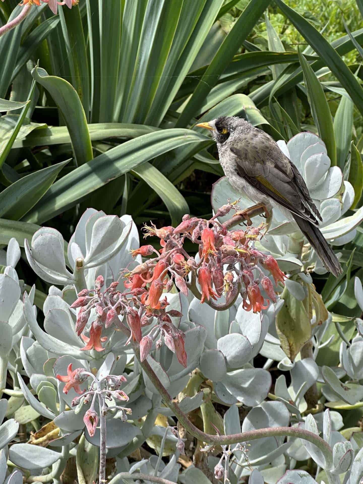 view of bird on a bush at the royal botanical gardens victoria, melbourne australia free things to do in melbourne
