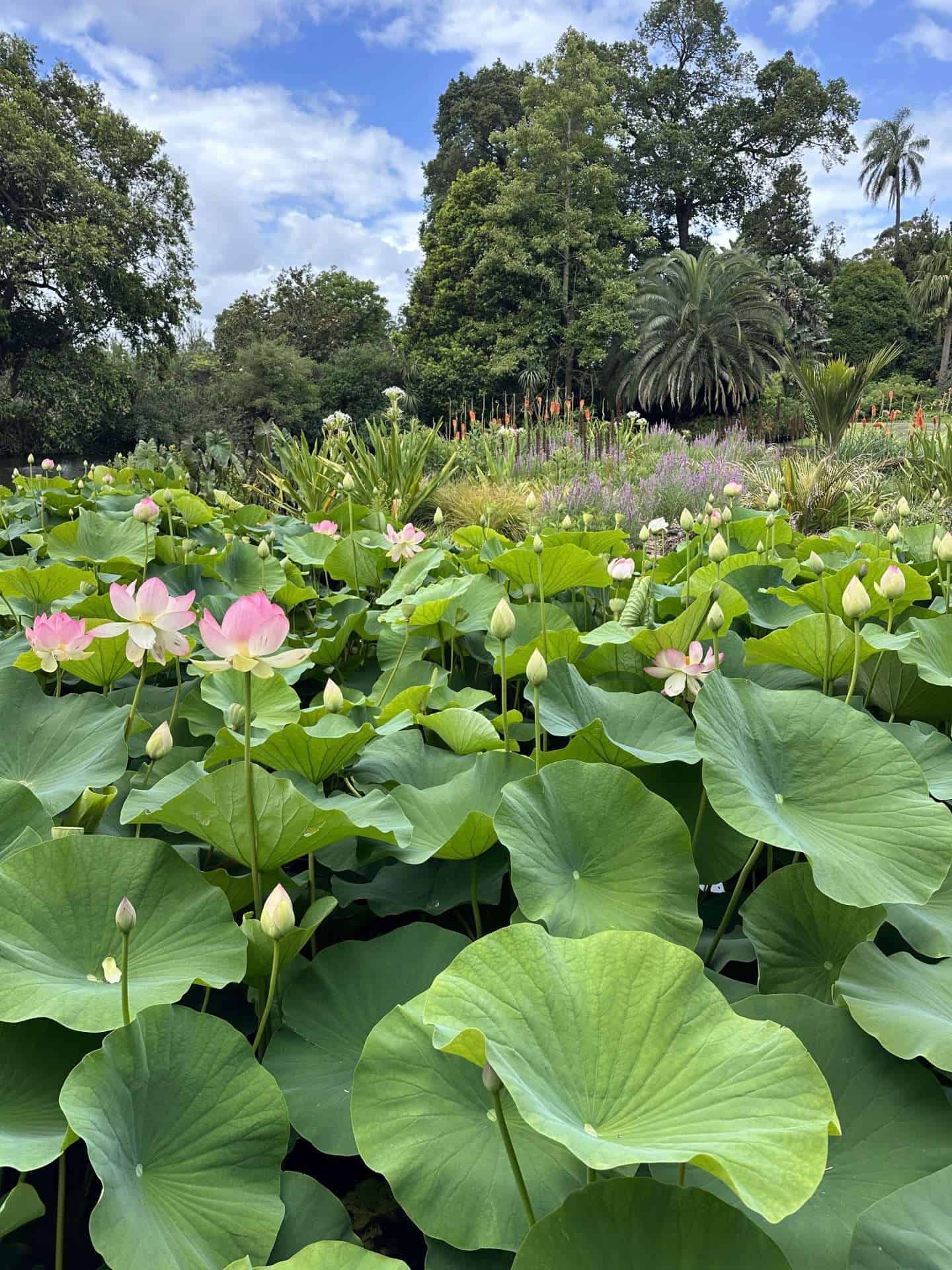 view of lily pads at royal botanical gardens victoria, melbourne australia