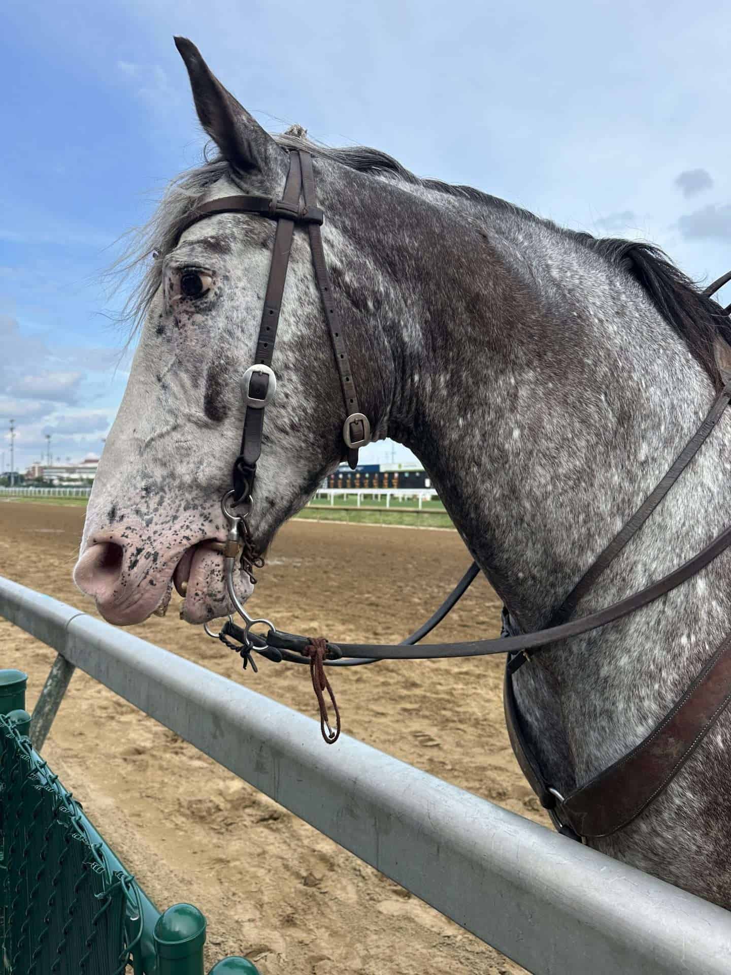 gray horse at churchill downs