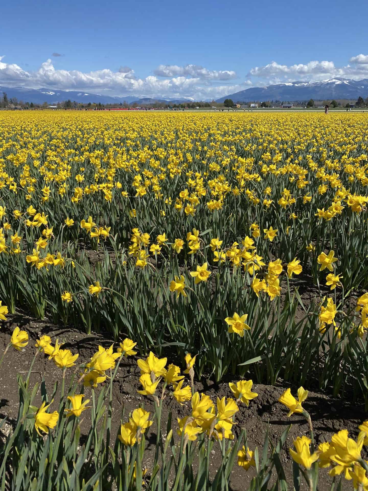 la conner daffodil festival 