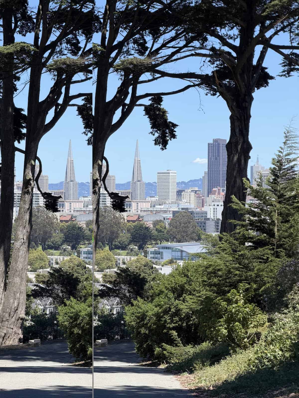view of downtown san francisco skyline behind tall trees in a city park