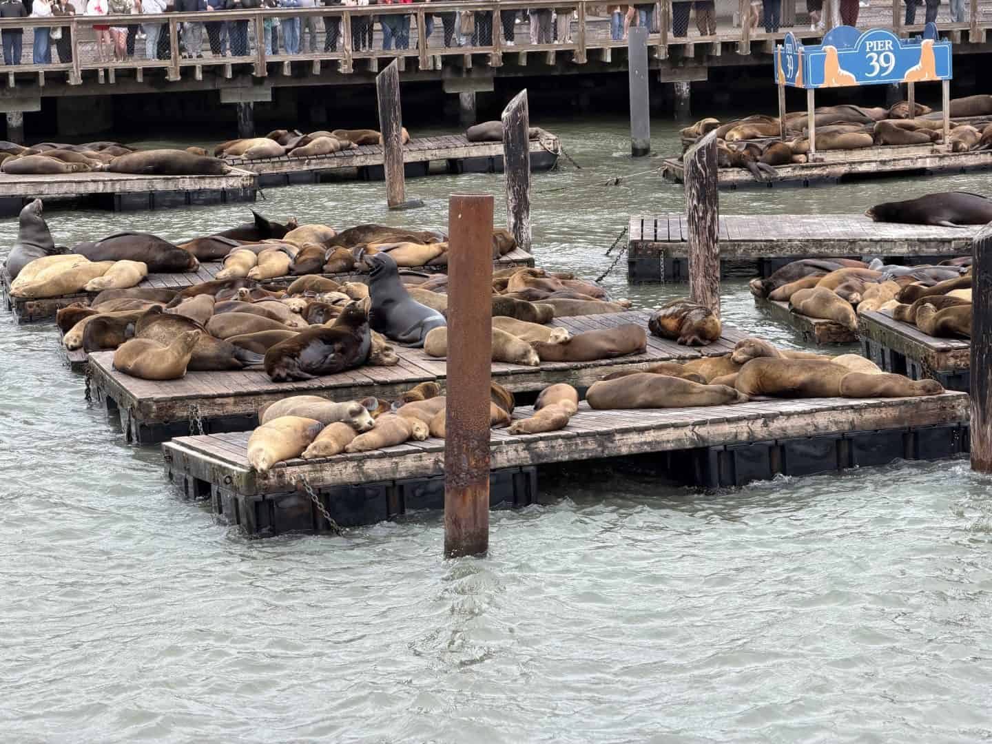 pier39_sea_lions - Adventures with Carli sea lions sleeping on floating piers at pier 39 in san francisco CA