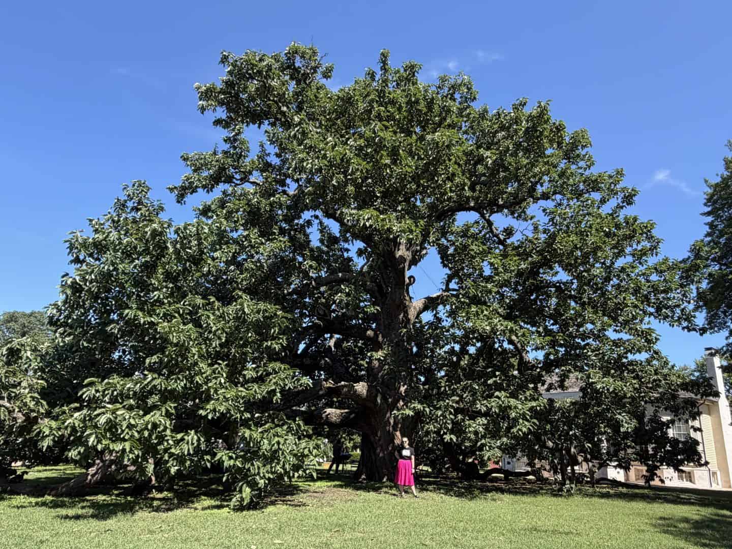 Carli in black shirt & pink skirt standing on lawn in front of giant 50' magnolia tree on a clear sunny day