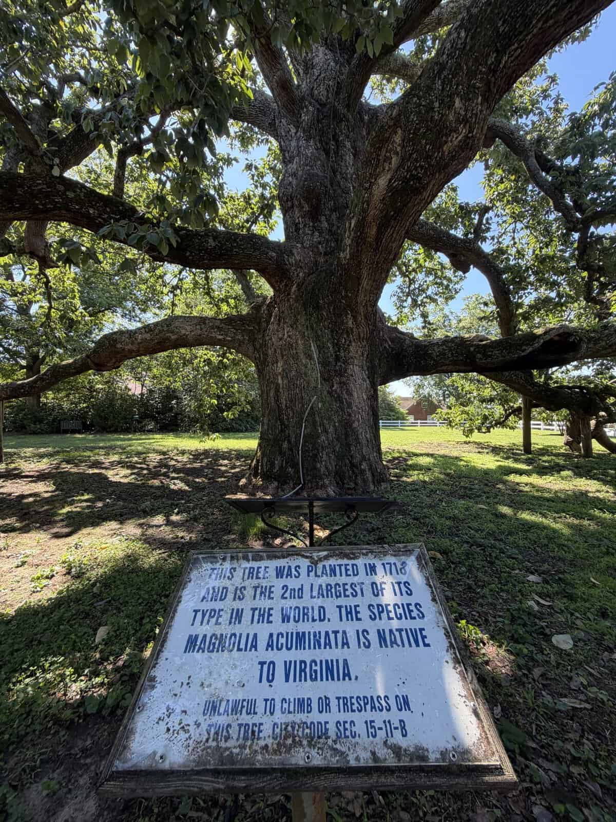 large magnolia tree in background with plaque reading"this tree was planted in 1718 and is the 2nd largest of its kind in the world" the species Magnolia Acuminata is native to Virginia"